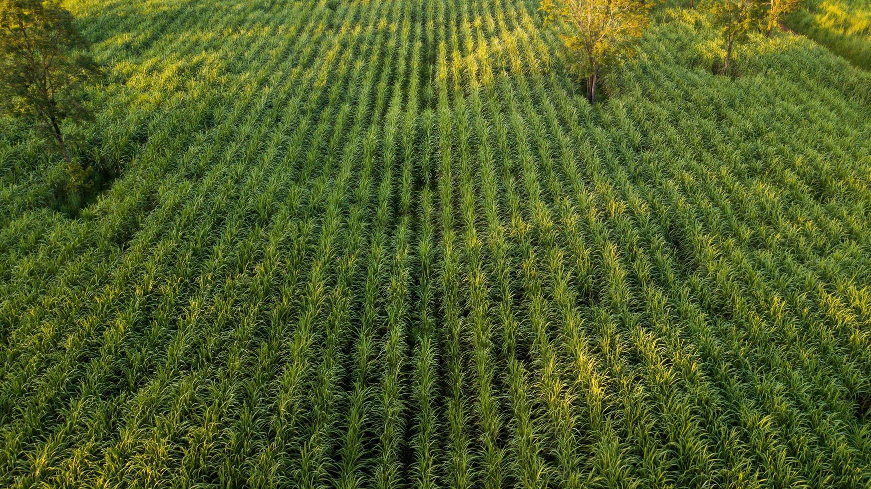 Sugar Cane aerial view