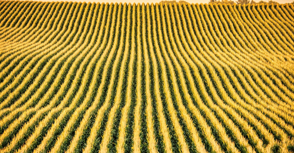 Corn aerial view