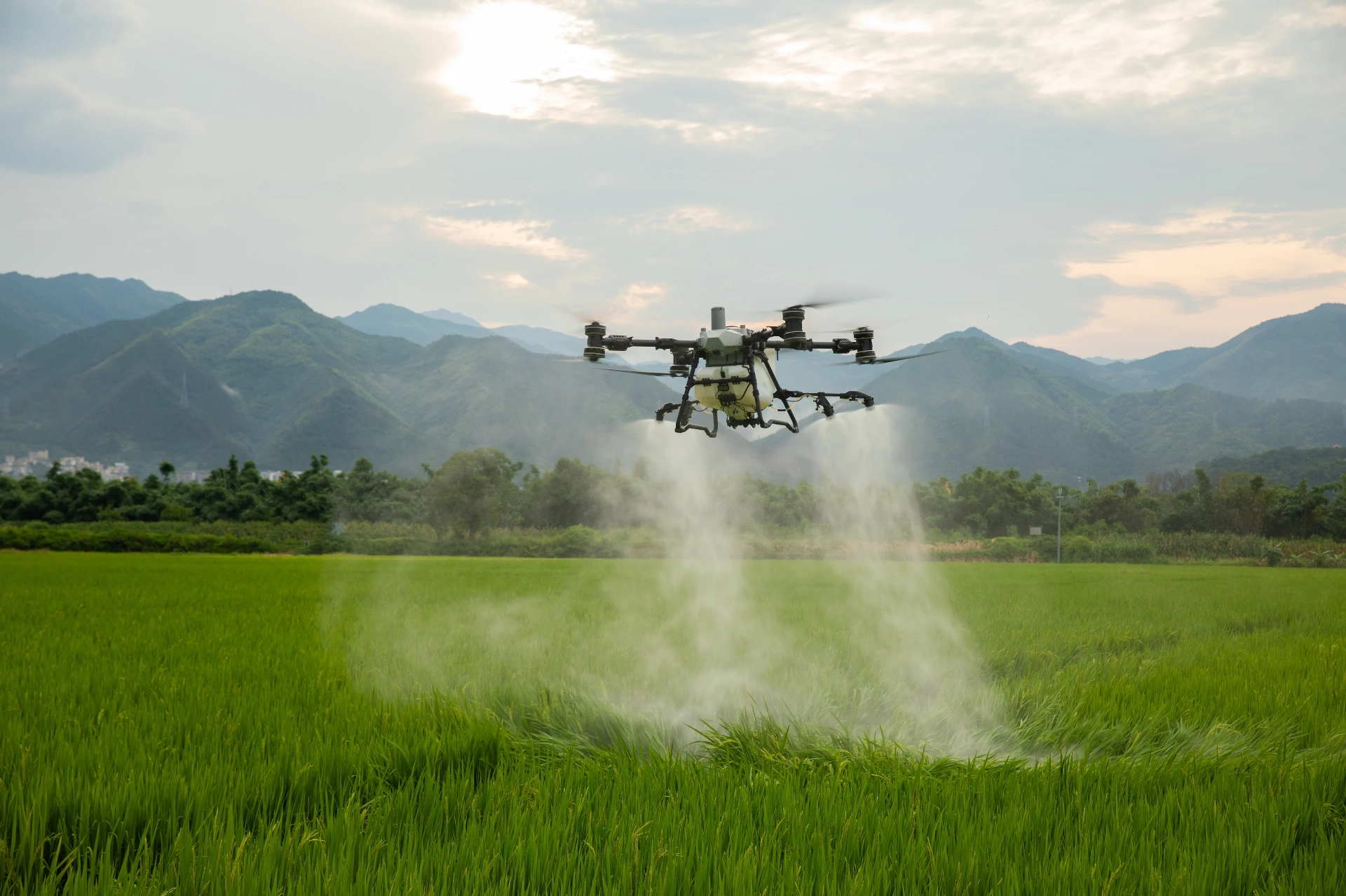 Spray drone misting paddy near the FNQ ranges